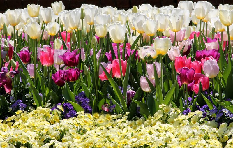 Tulip and Pansy Garden — White