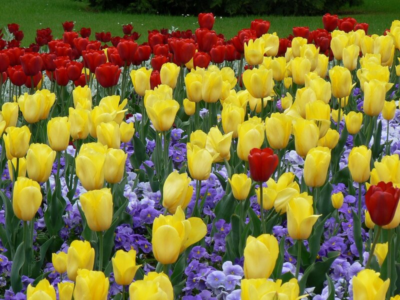 Tulip and Pansy Garden — Yellow, Colorful