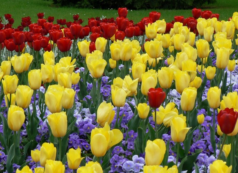 Tulip and Pansy Garden — Yellow