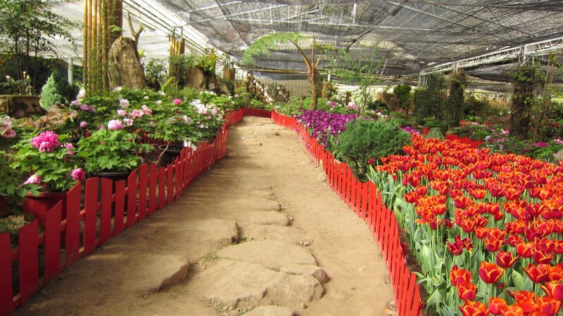 Tulip and Peony Garden