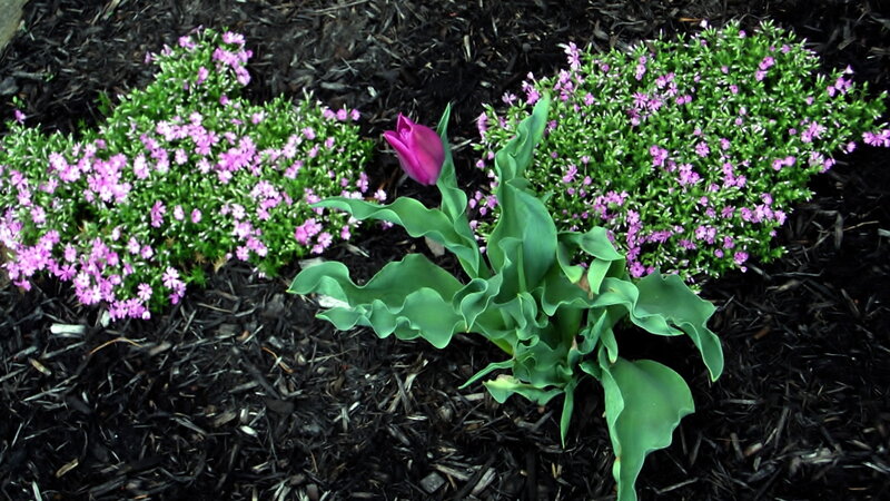 Tulip and Pink Flowers