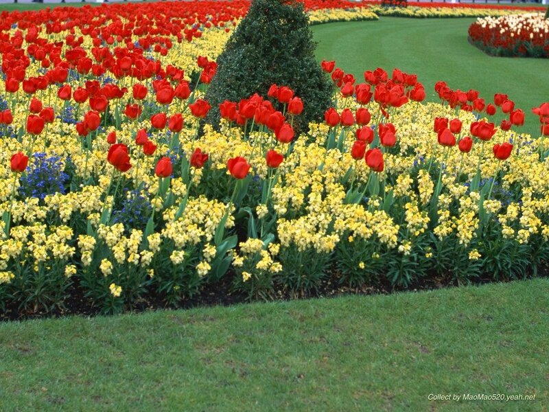 Tulip and Primrose Garden