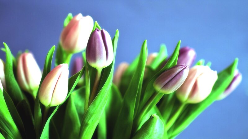 Tulip Bouquet — Green, Calm