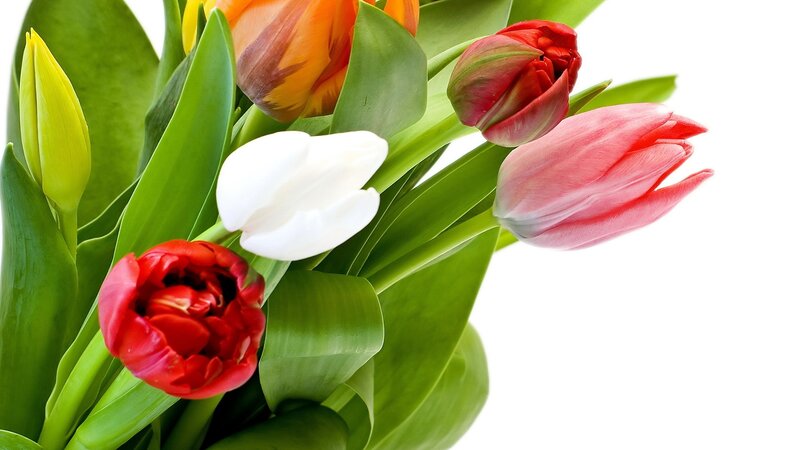 Tulip Bouquet — Green