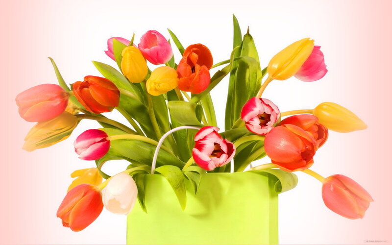 Tulip Bouquet in Bag