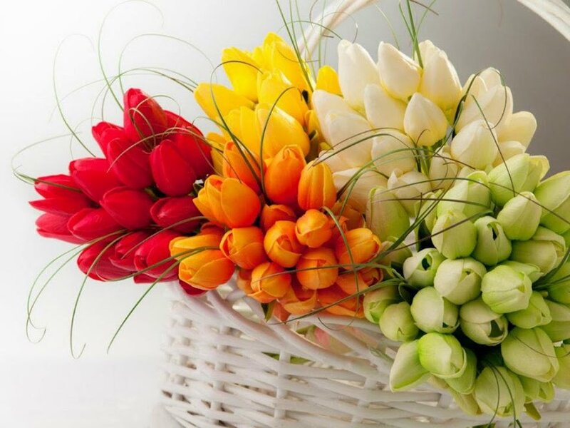 Tulip Bouquet in Basket — Red, Bright