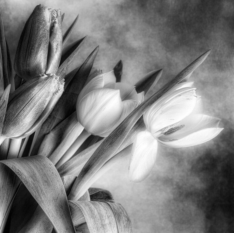 Tulip Bouquet in Black and White