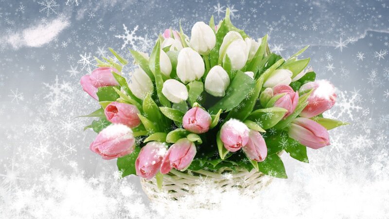 Tulip Bouquet in Snow