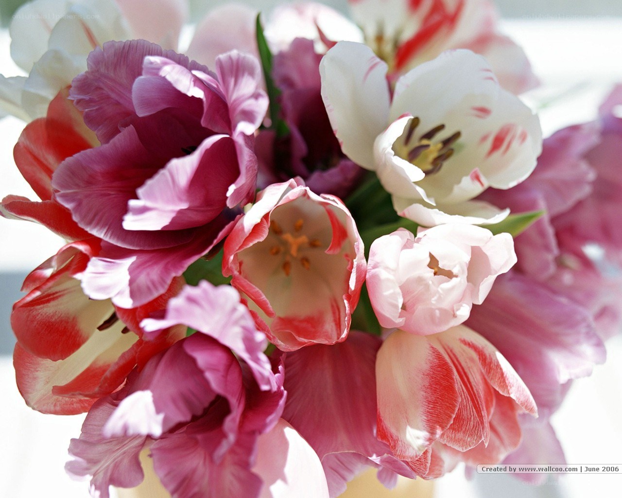 tulip bouquet in sunlight