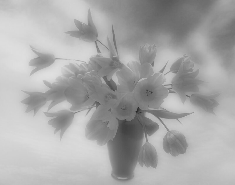 Tulip Bouquet in Vase — Black, Serene
