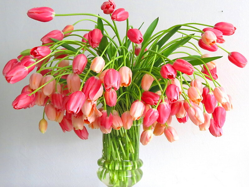 Tulip Bouquet in Vase — Pink, Calm, Photograph