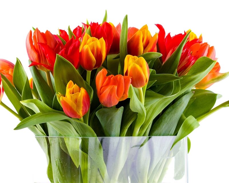 Tulip Bouquet in Vase — Red, Bright