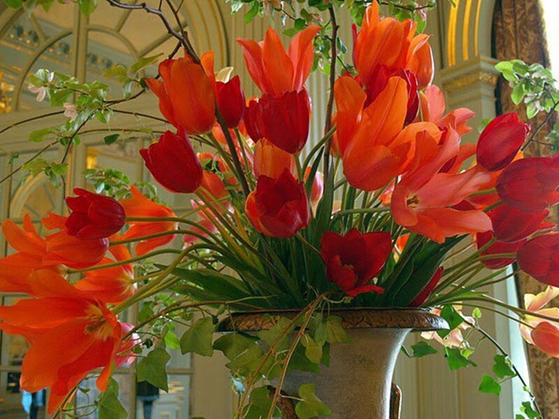 Tulip Bouquet in Vase — Red, Calm, Afternoon