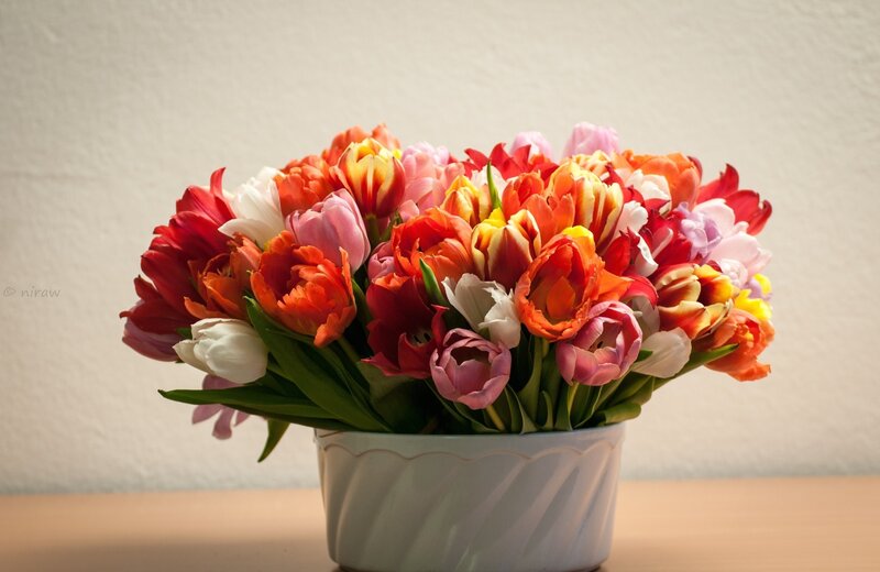 Tulip Bouquet in Vase — Red, Calm, Photograph, Table
