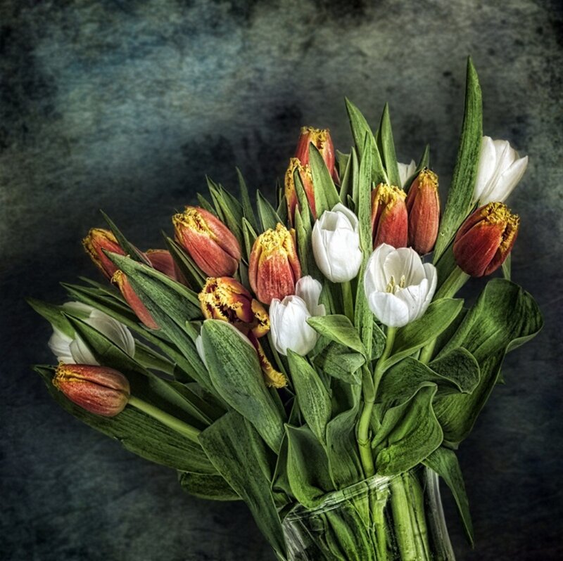 Tulip Bouquet in Vase — White, Dramatic, Photograph