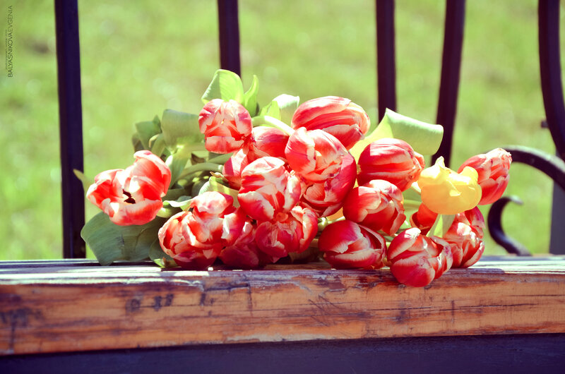 Tulip Bouquet on Bench