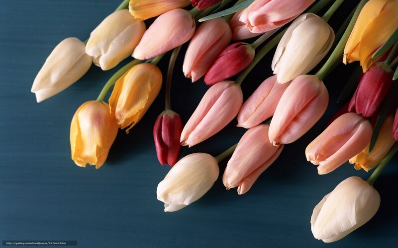 Tulip Bouquet on Blue — Calm
