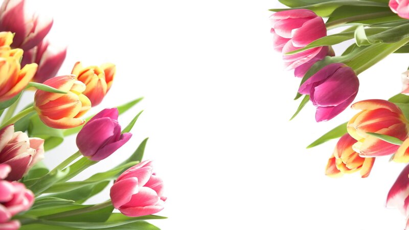Tulip Bouquet on White