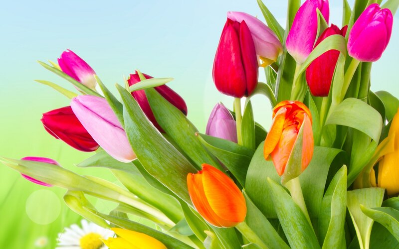 Tulip Bouquet — Pink, Bright
