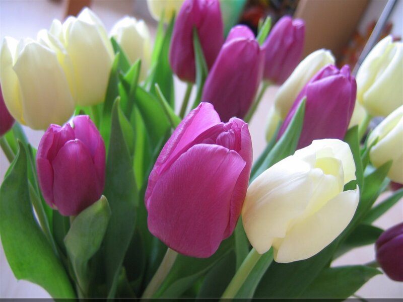 Tulip Bouquet — Pink, Calm, Photograph, Flowers, Leaves