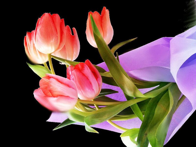 Tulip Bouquet — Pink, Calm, Photograph