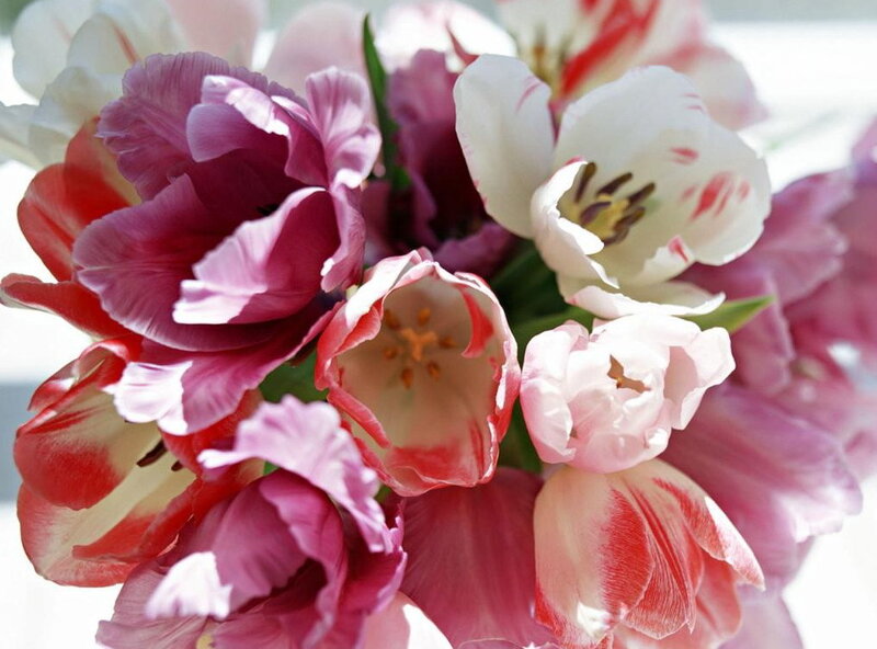 Tulip Bouquet — Pink, Calm, Spring, Photograph, Flowers, Green Leaves