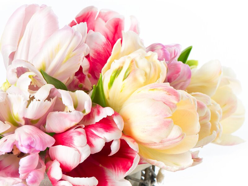 Tulip Bouquet — Pink, Calm, Spring, Photograph, Flowers, Leaves