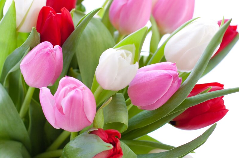 Tulip Bouquet — Pink, Calm, Spring, Photograph