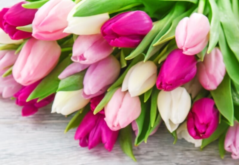 Tulip Bouquet — Pink, Calm, Spring