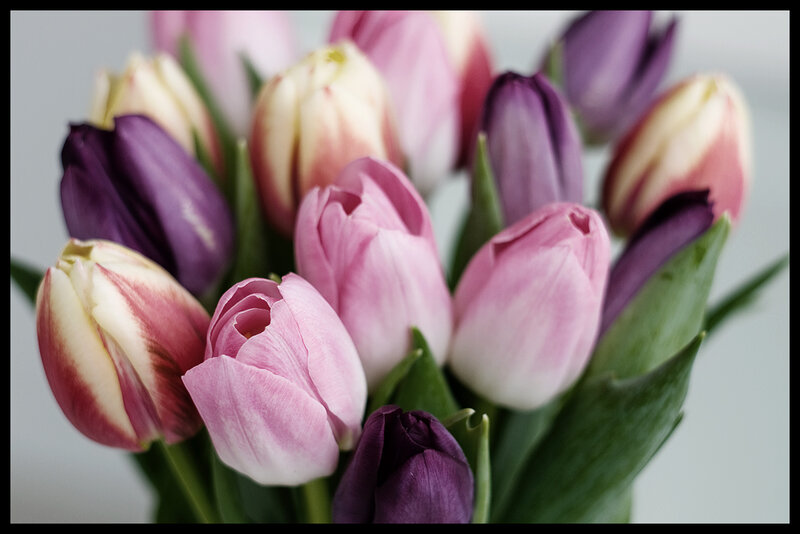 Tulip Bouquet — Pink, Calm