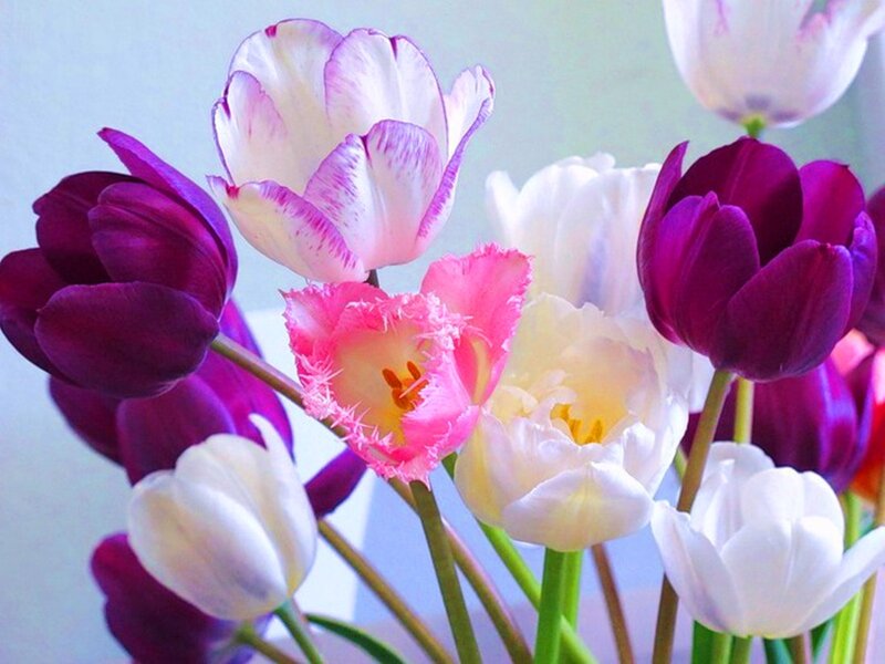 Tulip Bouquet — Purple, Calm