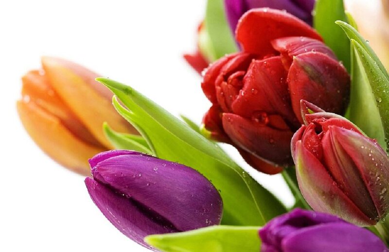 Tulip Bouquet — Purple, Fresh