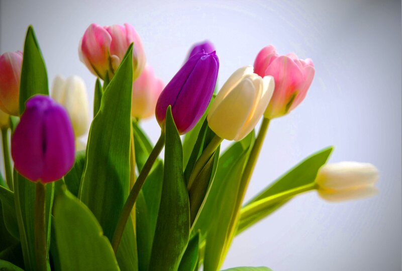 Tulip Bouquet — Purple, Serene