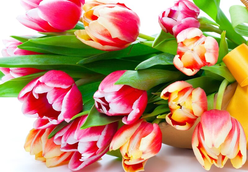 Tulip Bouquet — Red, Bright