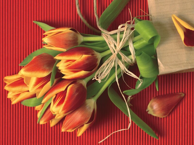 Tulip Bouquet — Red, Calm, Photograph