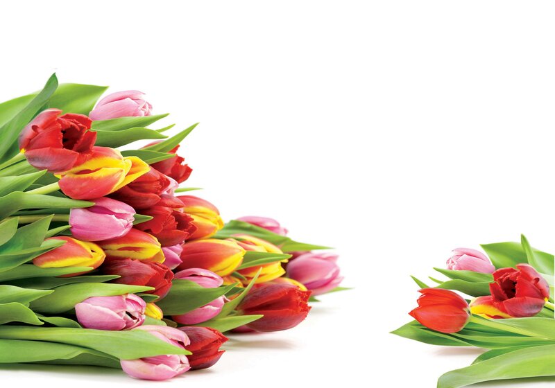 Tulip Bouquet — Red, Calm, Spring, Photograph