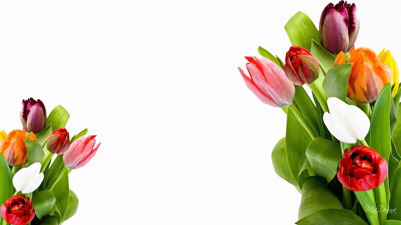 Tulip Bouquet — Red, Calm, Spring