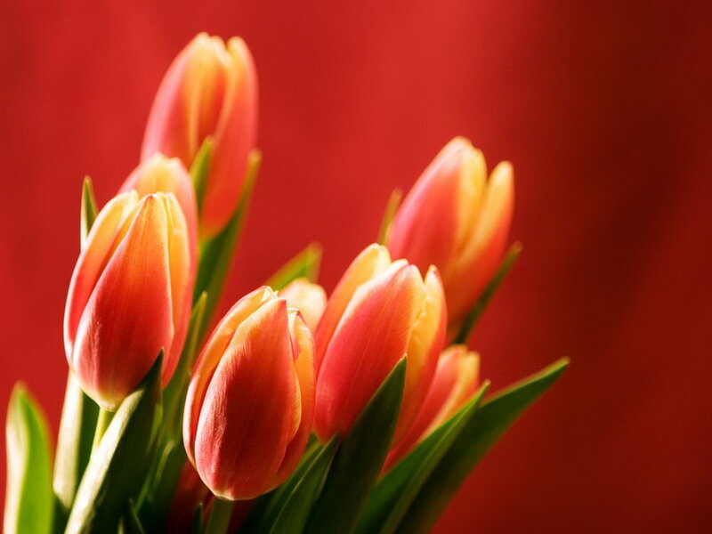 Tulip Bouquet — Red, Calm