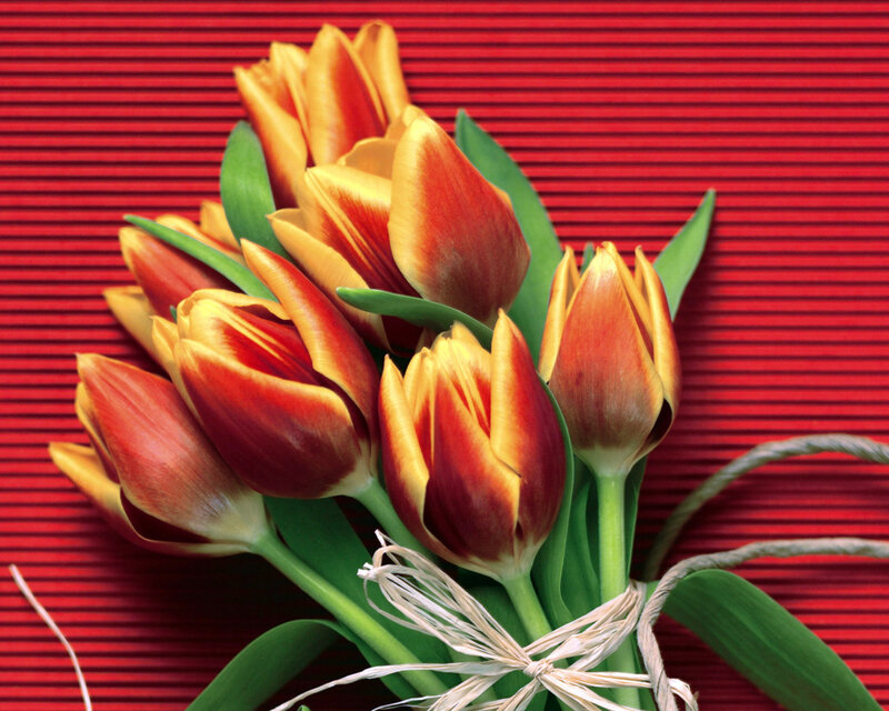 Tulip Bouquet — Red, Vibrant, Photograph, Green Leaves