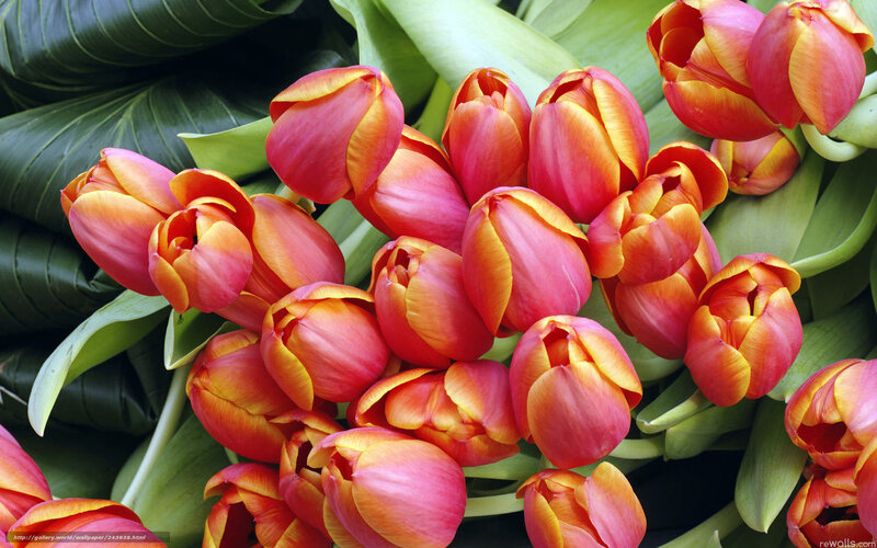 Tulip Bouquet — Red, Vibrant, Photograph
