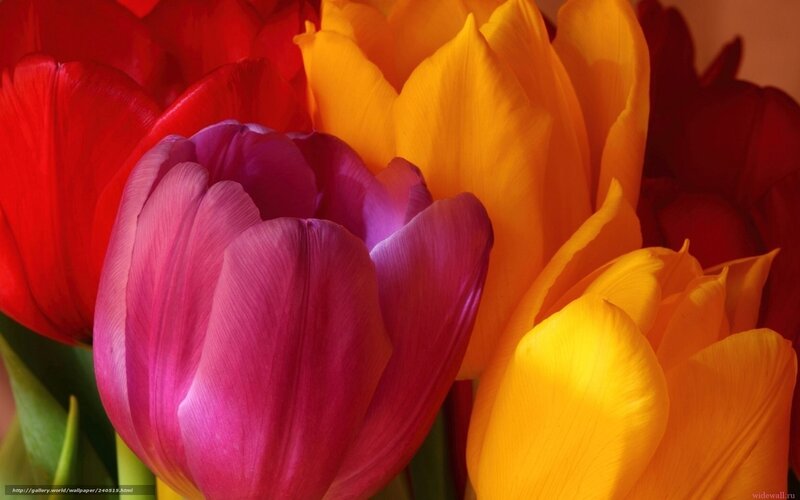 Tulip Bouquet — Red, Vibrant