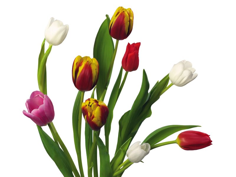 Tulip Bouquet — White, Calm, Spring