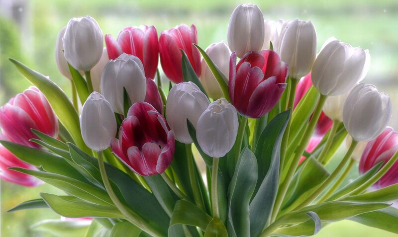 Tulip Bouquet — White, Calm
