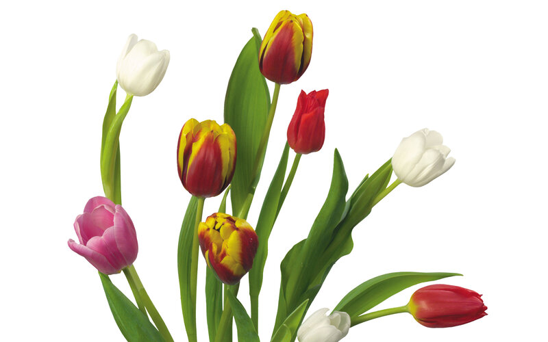 Tulip Bouquet — White