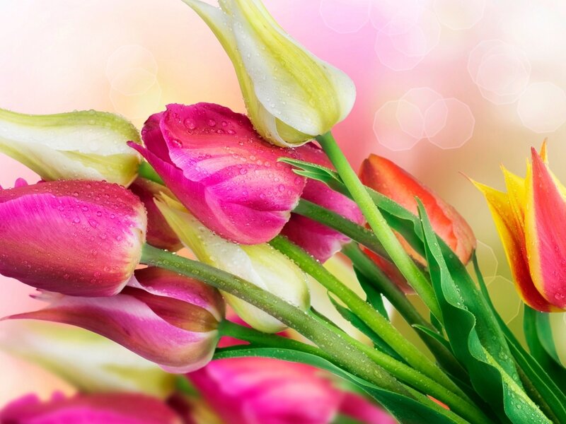 Tulip Bouquet with Dew — Pink, Fresh