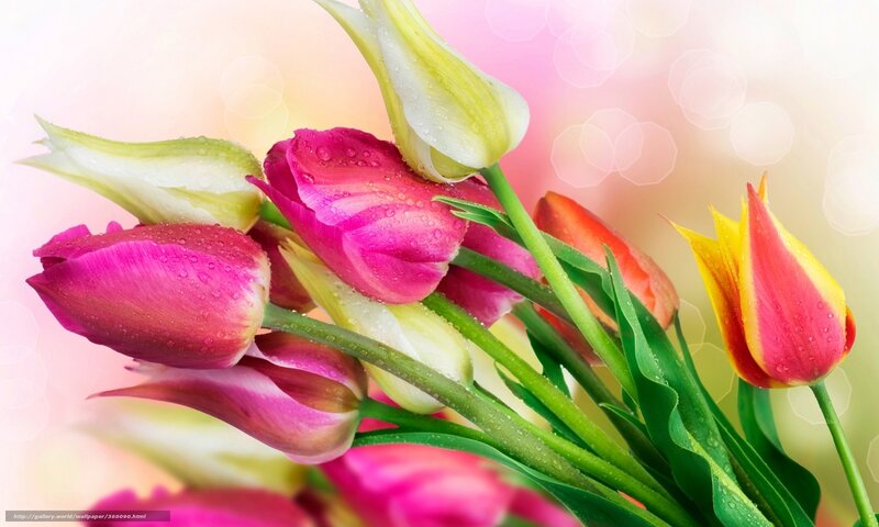 Tulip Bouquet with Dew — Pink, Serene, Spring