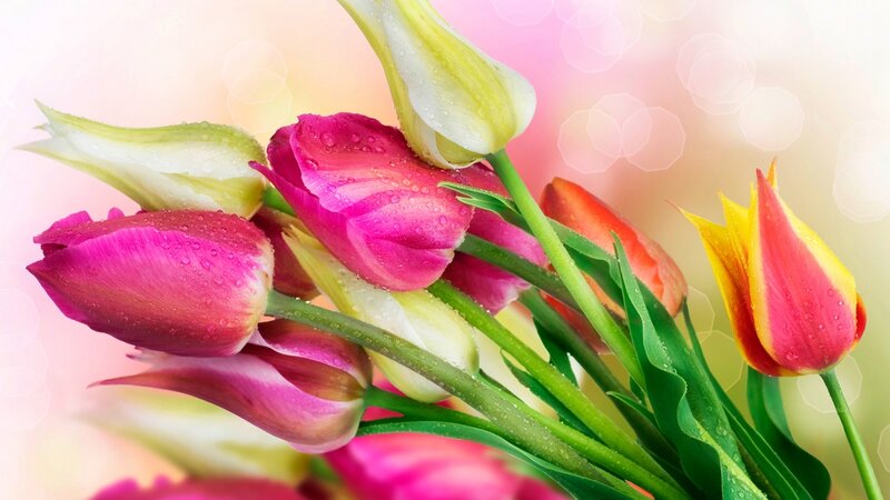 Tulip Bouquet with Dew — Pink, Serene