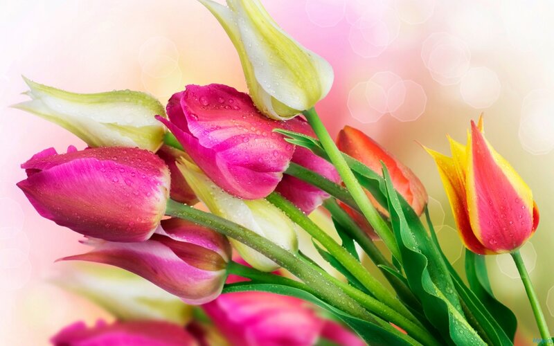 Tulip Bouquet with Dew — Pink