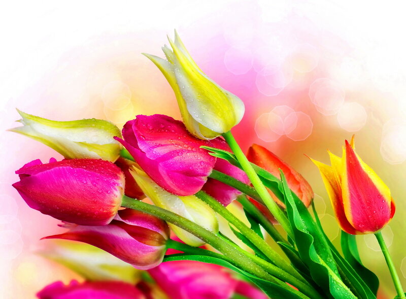 Tulip Bouquet with Dew — Pink, Vibrant