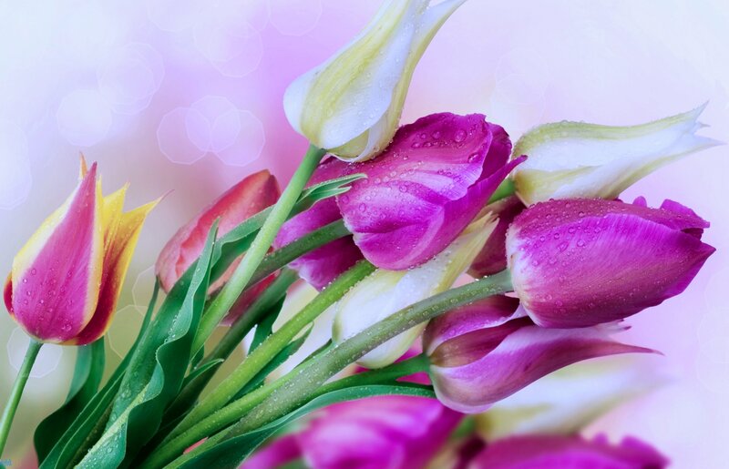 Tulip Bouquet with Dew — Purple
